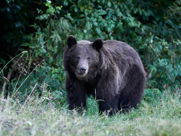 Urso Pardo Eurasiático Ursus Arctos Arctos Também Conhecido Como Urso — Fotografia de Stock