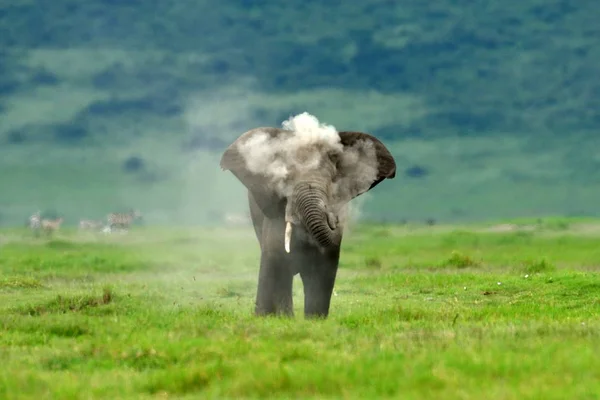 Слоны Природный Парк Серенгети Танзания — стоковое фото