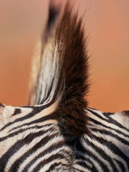 zebra in detail - texture close up