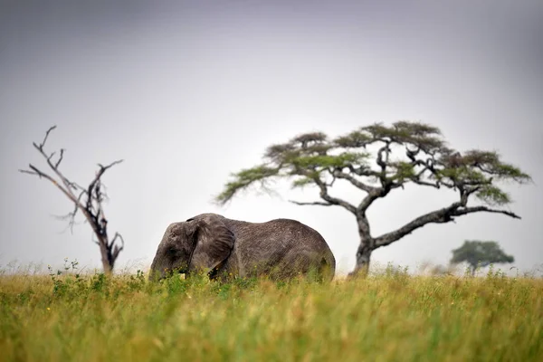 Sloni Přírodní Park Serengeti Tanzanie — Stock fotografie