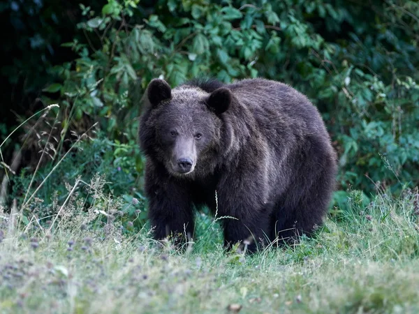 Eurasian brown bear (Ursus arctos arctos), also known as the European brown bear