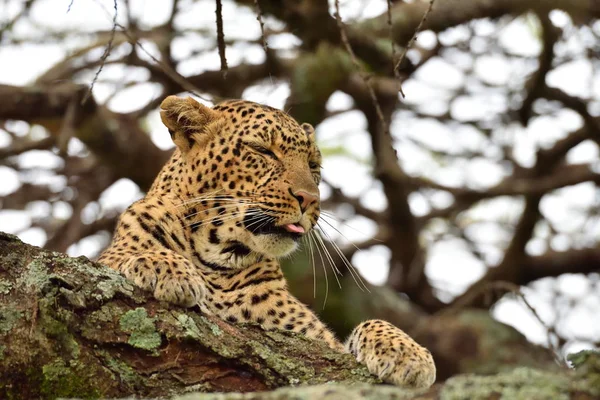 Leopardo Panthera Pardus Habitat Natural — Fotografia de Stock
