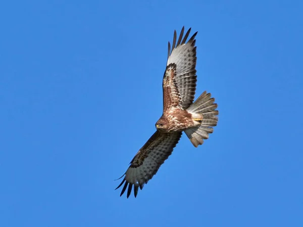 Cometa Volando Hábitat Natural Buteo Rufinus — Foto de Stock