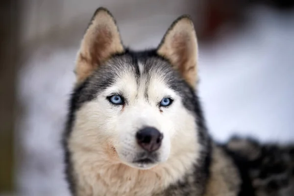 冬の屋外シベリアン ハスキー犬の肖像画 — ストック写真