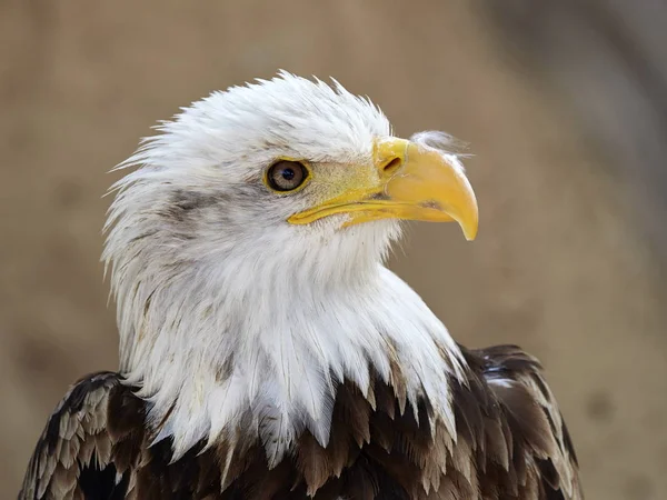 Águila Calva Haliaeetus Leucocephalus Retrato — Foto de Stock