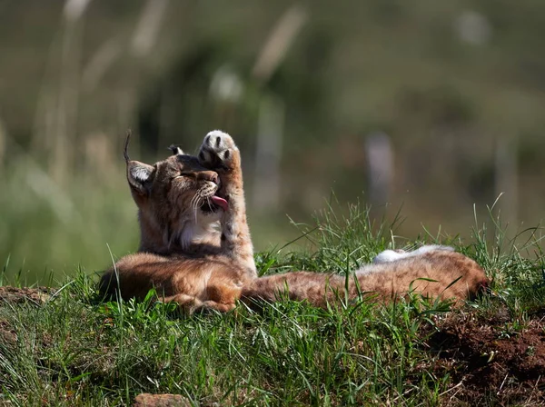 欧亚山猫户外 隐藏在自然栖息地的野生动物 — 图库照片