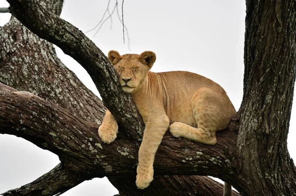 African lion resting in tree in natural park, Serengeti