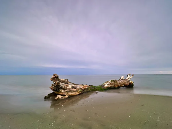 Snag Sulla Spiaggia — Foto Stock