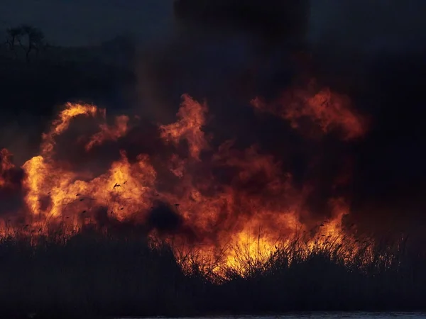 Sırasında Sahasındaki Büyük Alevler Ateş — Stok fotoğraf