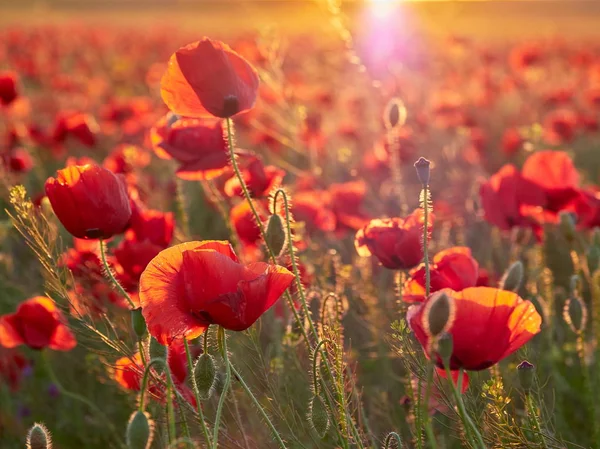 Krásné Kvetoucí Máky Letní Slunce Světlo — Stock fotografie
