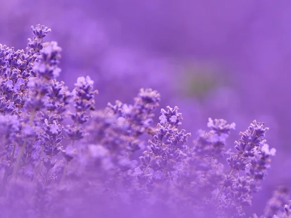 Fleurs Lavande Sur Champ Été — Photo