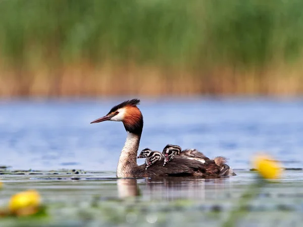 Велике Грейб Пташенятами Озері Подіумпс Кхатус — стокове фото