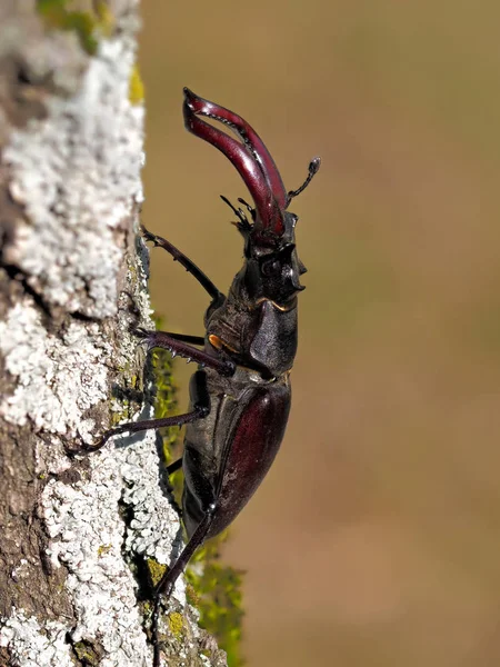 Escarabajo Ciervo Lucanus Cervus Hábitat Natural — Foto de Stock