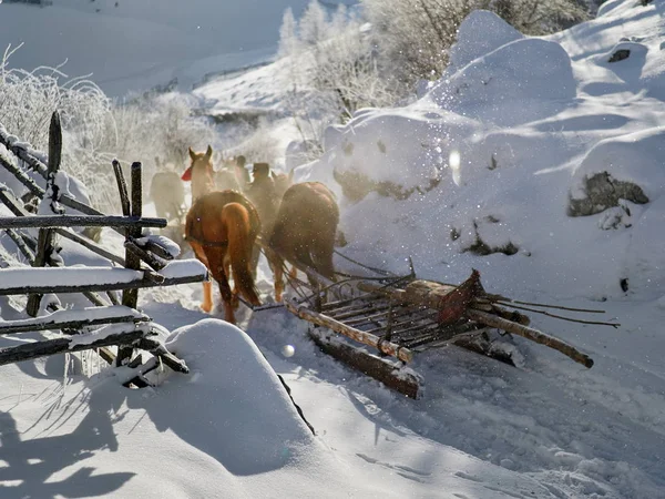 Hästar Vinter Bakgrund — Stockfoto