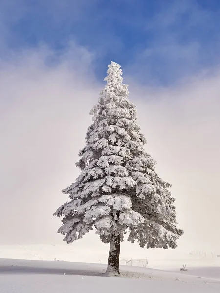 Winter Landscape Trees Mountains Covered Snow Frost — Stock Photo, Image