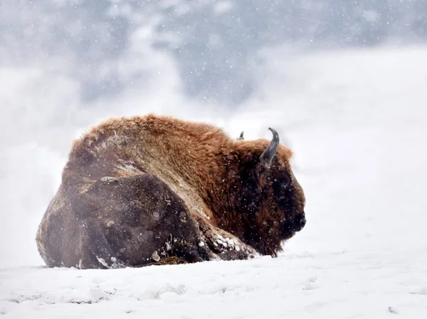 Avrupa Bizonu Bison Bonasus Kışın Doğal Yaşam Alanında — Stok fotoğraf