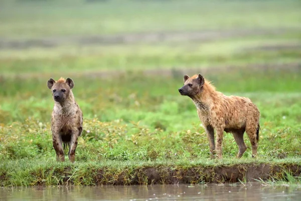 Hyena Parque Natural Africano Com Fundo Verde — Fotografia de Stock