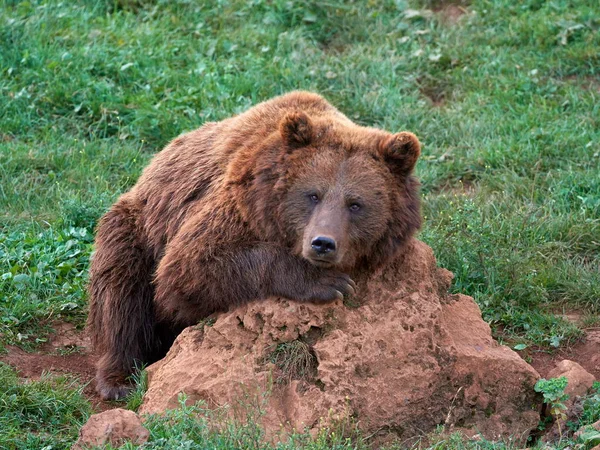 Oso Pardo Euroasiático Ursus Arctos Arctos También Conocido Como Oso — Foto de Stock