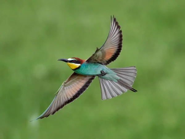 Vlha Pestrá Merops Apiaster Přirozeném Prostředí — Stock fotografie