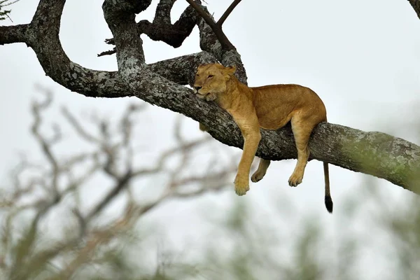 Afrikanska Lejon Vilar Trädet Naturpark Serengeti — Stockfoto