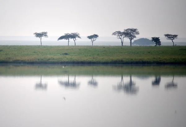 Lago Savana Planície Com Árvores Acácia Vários Pássaros Banco Amanhecer — Fotografia de Stock