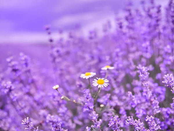 Flores Lavanda Campo Verano —  Fotos de Stock