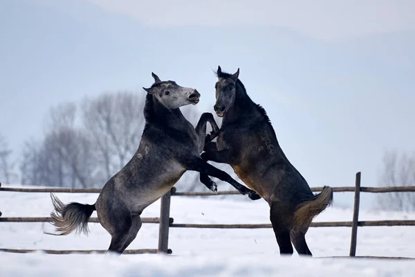 Schönes Pferd Spielt Draußen Winter Nebligen Tag — Stockfoto