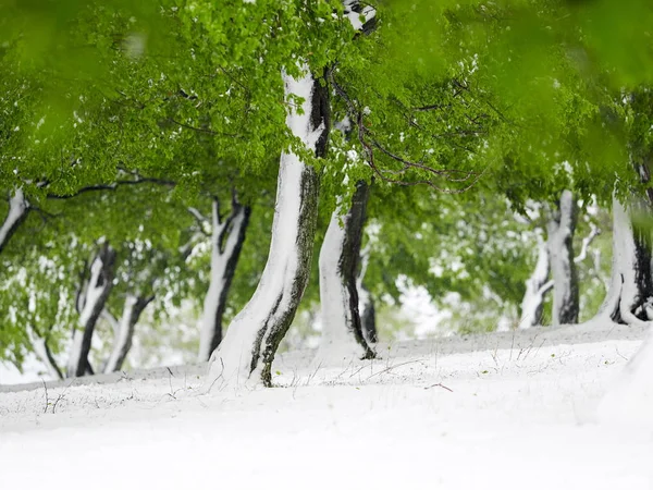 Alberi Con Foglie Verdi Sotto Neve Nevicate Tardive Aprile Dobrogea — Foto Stock