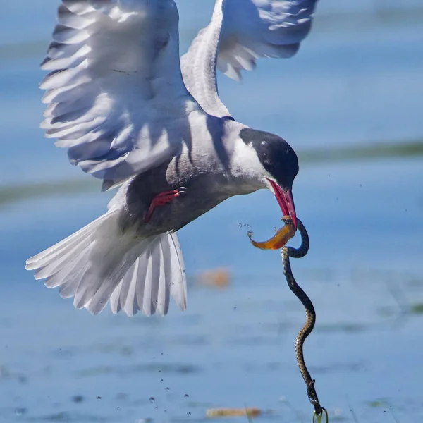 Schnurseeschwalbe Chlidonias Hybrida Auf Der Flucht Mit Gejagter Wasserschlange Gefangen — Stockfoto