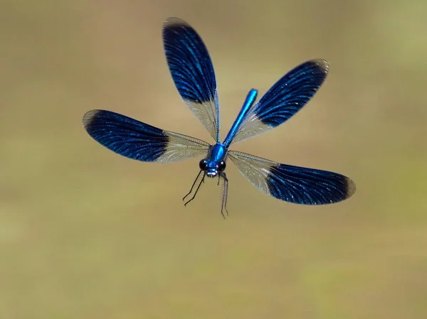 Dragonfly Utomhus Sommaren Coleopteres Splendens — Stockfoto