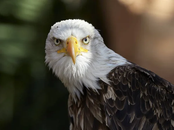 Bald Eagle Haliaeetus Leucocephalus Portrait — Stock Photo, Image