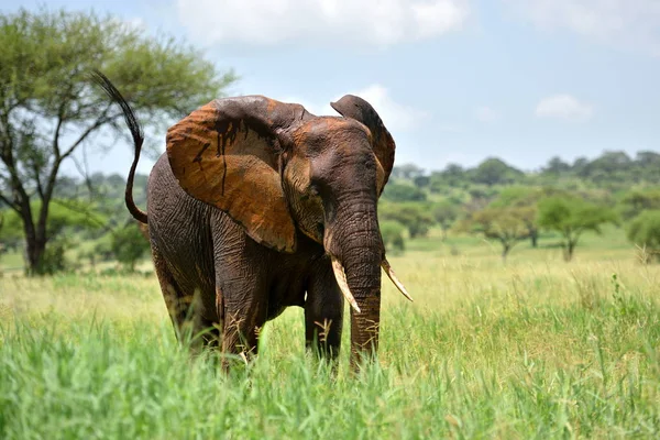 Ελέφαντες Φυσικό Πάρκο Σερενγκέτι Τανζανία — Φωτογραφία Αρχείου