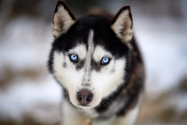 Siberian Husky Pies Portret Odkryty Zimie — Zdjęcie stockowe