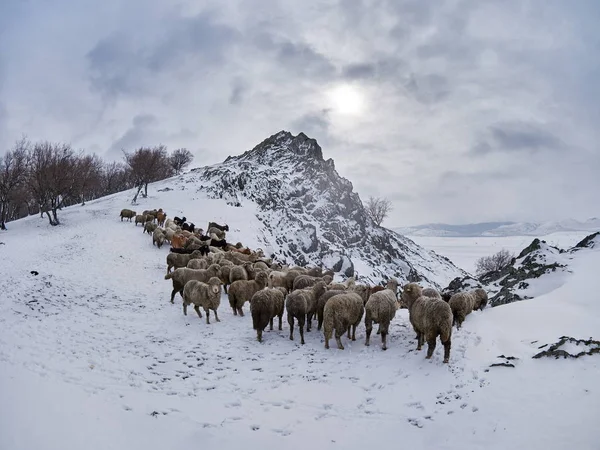 Moutons Dans Paysage Hiver Blanc Froid Dobrogea Roumanie — Photo