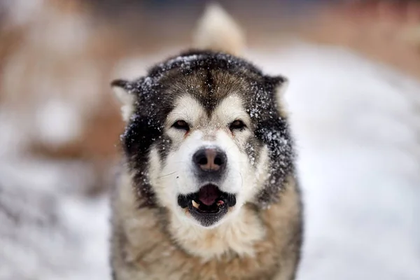 Sibiřský Husky Psa Portrét Venku Zimě — Stock fotografie