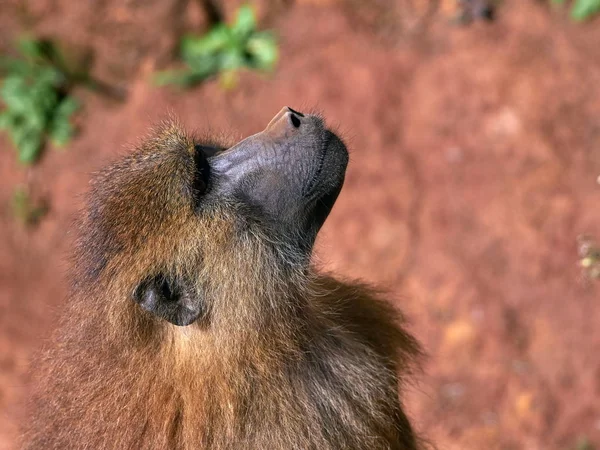 Funny Monkey Portrait Close — Stock Photo, Image