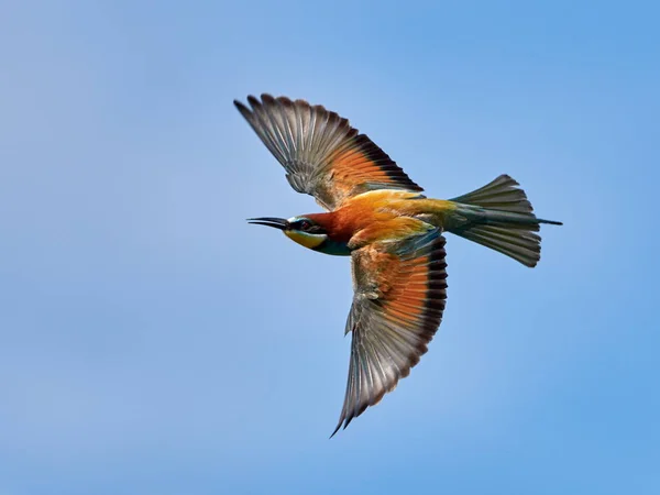 Doğal Yaşam Alanı Olarak Avrupa Arı Kuşugiller Arı Kuşu Apiaster — Stok fotoğraf