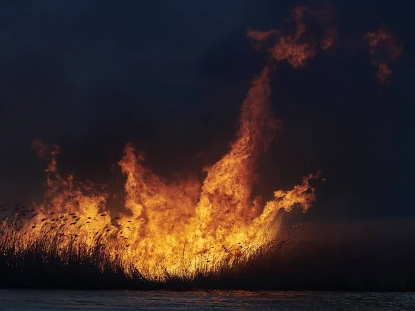 Grandes Chamas Campo Durante Fogo — Fotografia de Stock