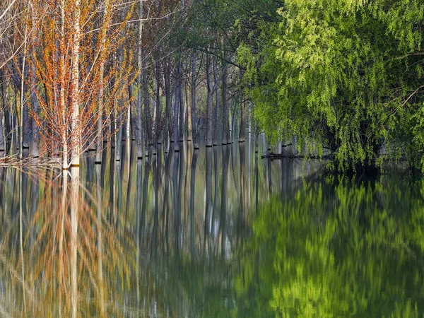Exuberante Álamo Verde Árvores Refletidas Água Dia Ensolarado Verão — Fotografia de Stock