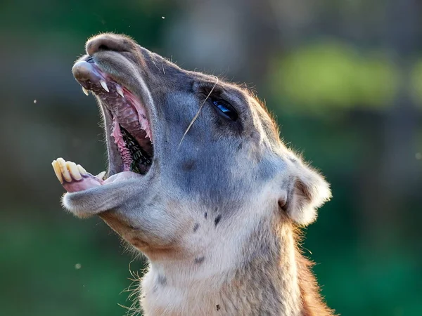 Lama Engraçado Close Retrato — Fotografia de Stock