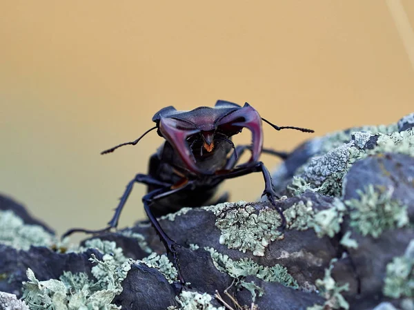 Escarabajo Ciervo Lucanus Cervus Hábitat Natural — Foto de Stock