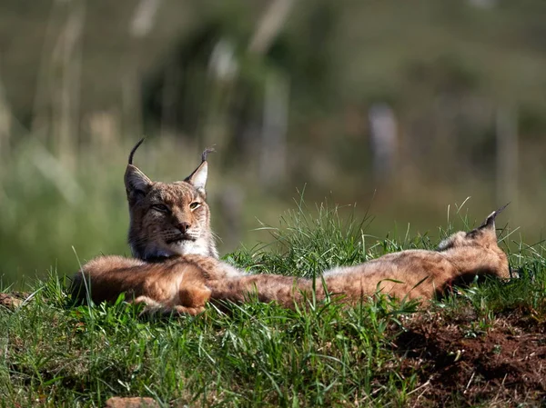 Lince Euroasiático Aire Libre Animal Salvaje Escondido Hábitat Natural Lince — Foto de Stock