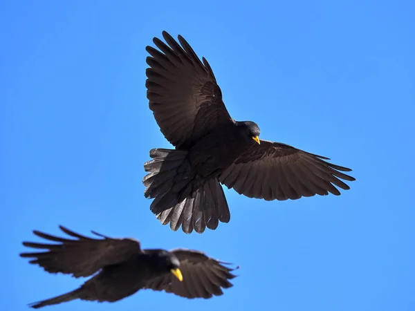 Tos Alpina Tos Pico Amarillo Pyrrhocorax Graculus Volando —  Fotos de Stock