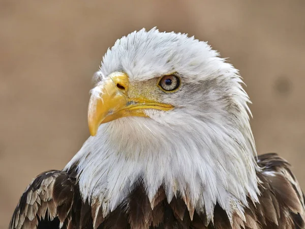 Kel Kartal Haliaeetus Leucocephalus Portre — Stok fotoğraf