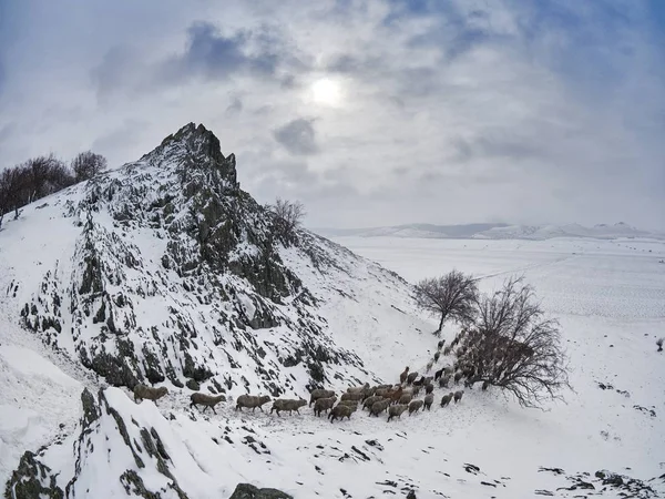 Овцы Холодном Белом Зимнем Пейзаже Доброгея Румыния — стоковое фото