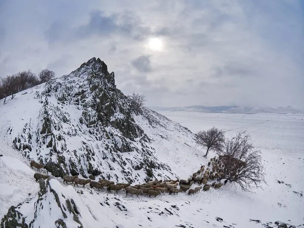 Fåren Kallt Vitt Vinterlandskap Dobrogea Rumänien — Stockfoto