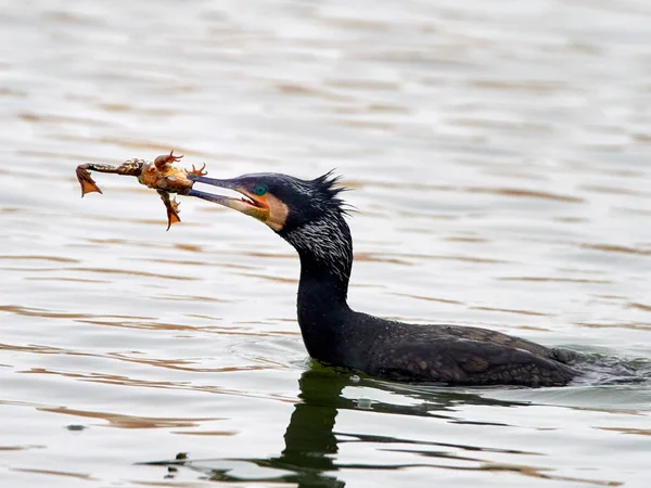 Cormorans Phalacrocorax Carbo Dans Eau Luttant Pour Nourriture — Photo