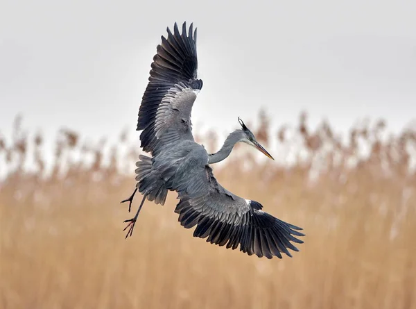 Grey Heron Natural Habitat Ardea Cinerea — Stock Photo, Image