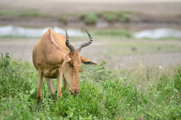 Wild Hartebeest Kongoni African Antelope Eating Fresh Grass Savannah — Stock Photo, Image