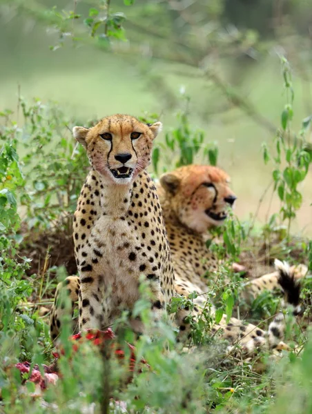 Wilde Afrikaanse Cheetah Verbergen Met Prooi Struiken — Stockfoto